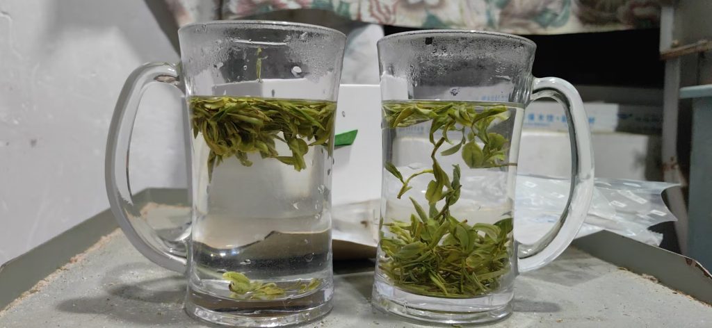westlake longjing tea brewing